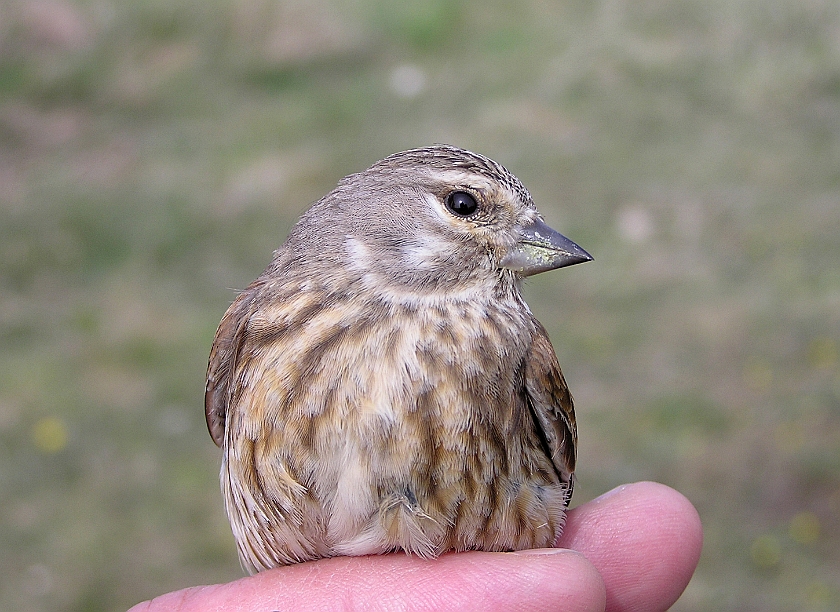 Common Linnet, Sundre 20050510